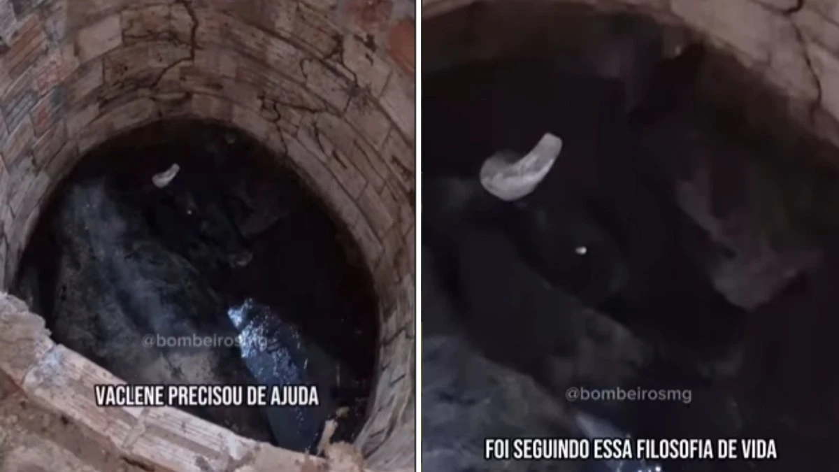 Vaca Vaclene é resgatada após cair em fossa e ficar presa