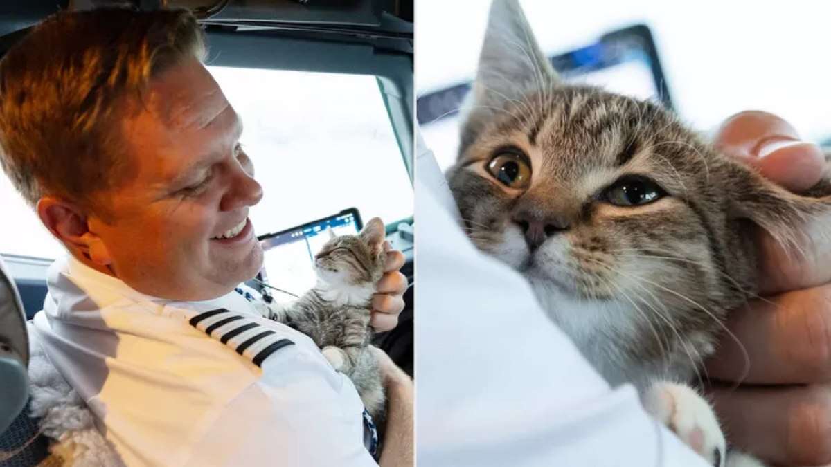 Piloto resgata gato após passagem do furacão Milton: 'Foi amor a 30 mil pés'