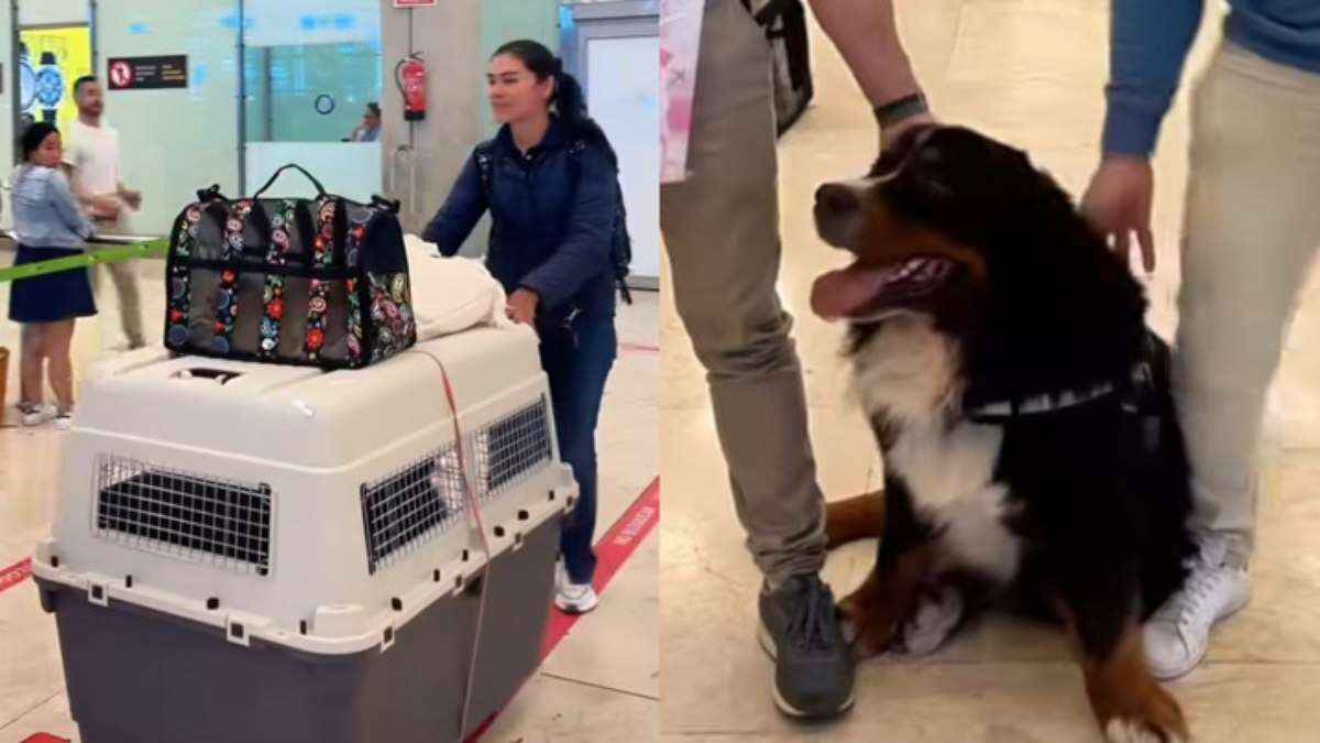 Mulher surpreende ao transportar cachorro gigante em avião