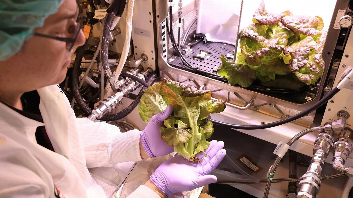 NASA colhe alface em experimento que testa cultivo espacial