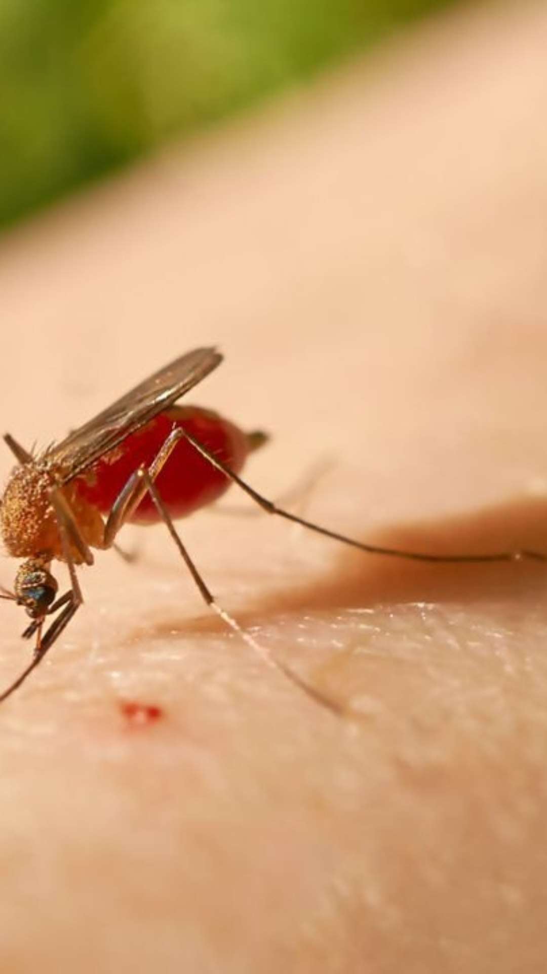 Estudo revela o tipo de sangue preferido dos mosquitos; saiba se é o seu