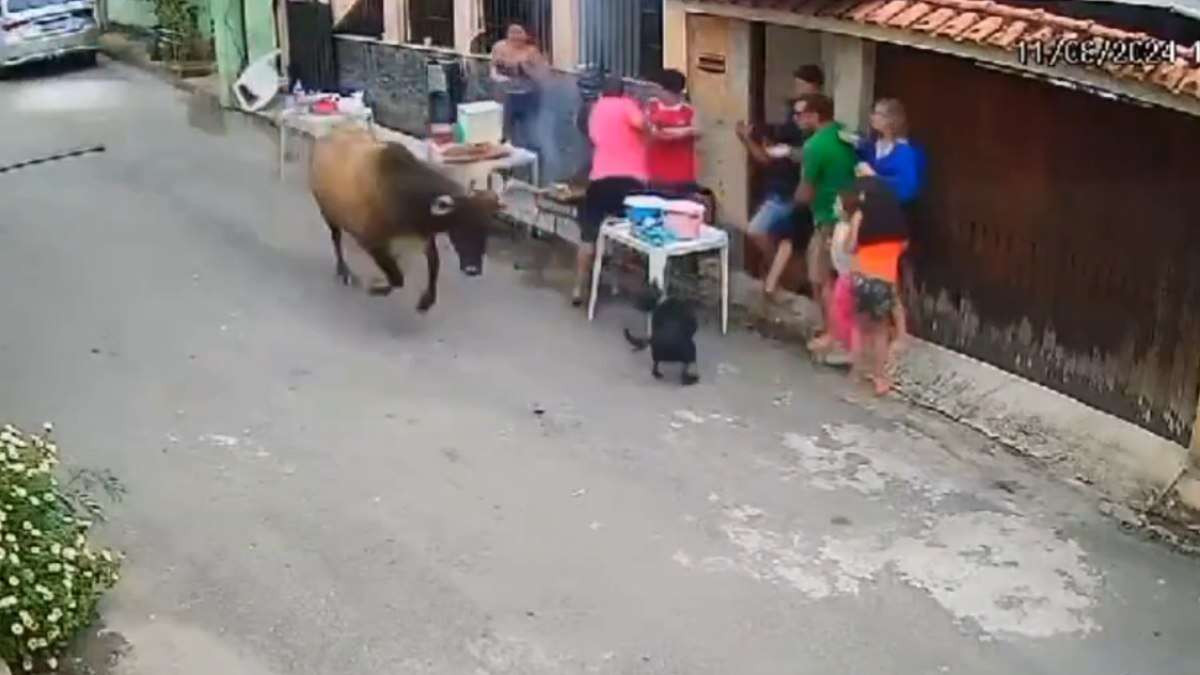 Vingança? Boi invade churrasco e assusta família; veja vídeo