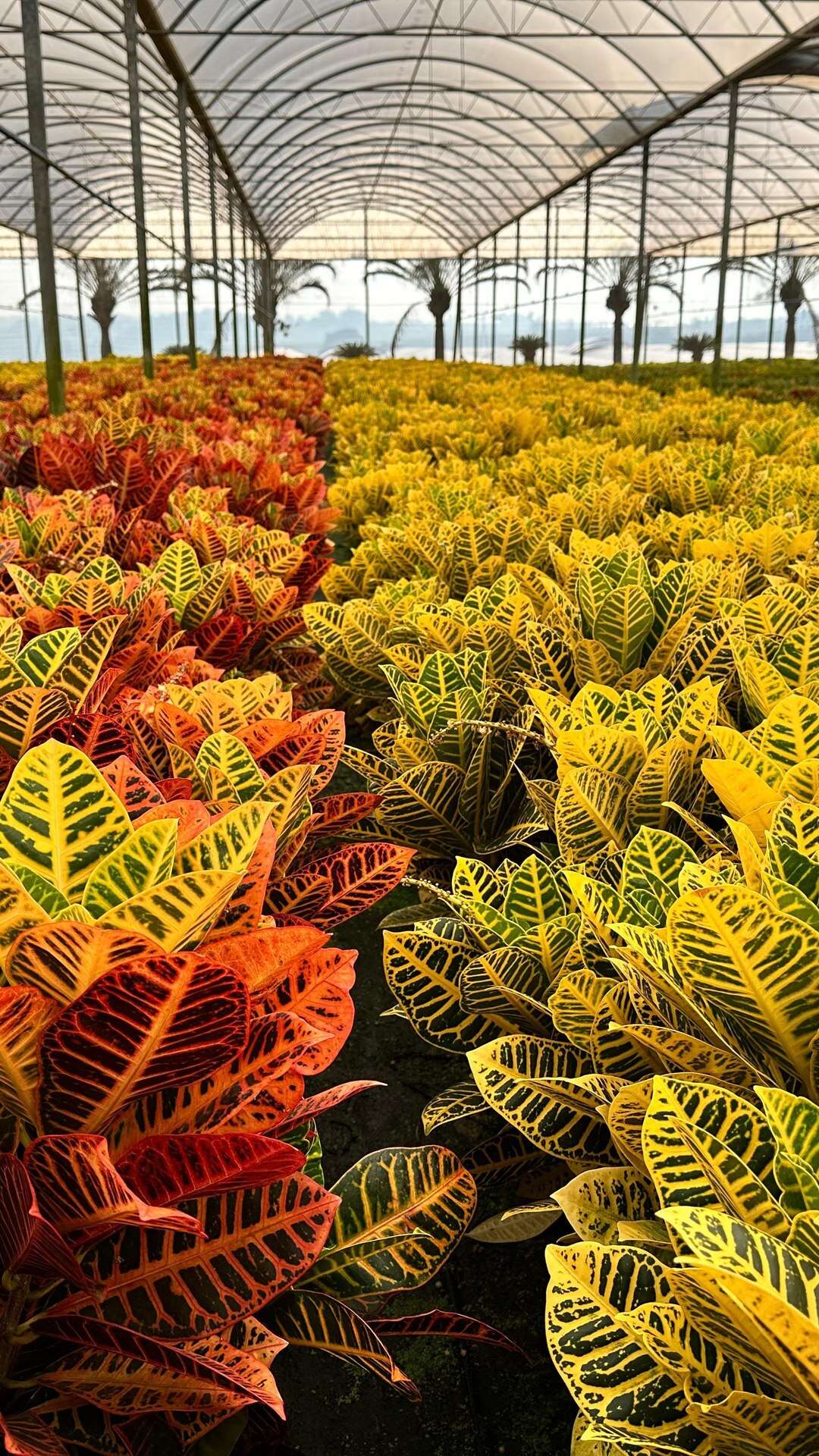 Plantas coloridas, mesmo sem flor, e espécies resistentes ao calor são as tendências da jardinagem