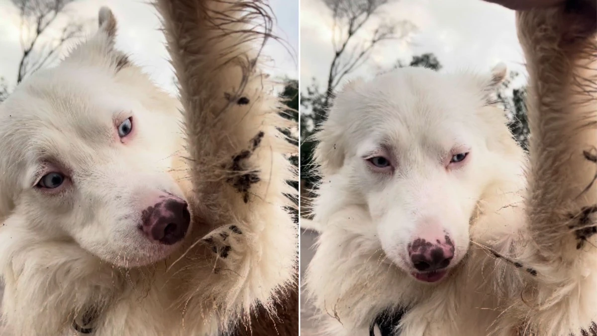 Border Collie mostra autonomia ao se limpar sozinho após passeio