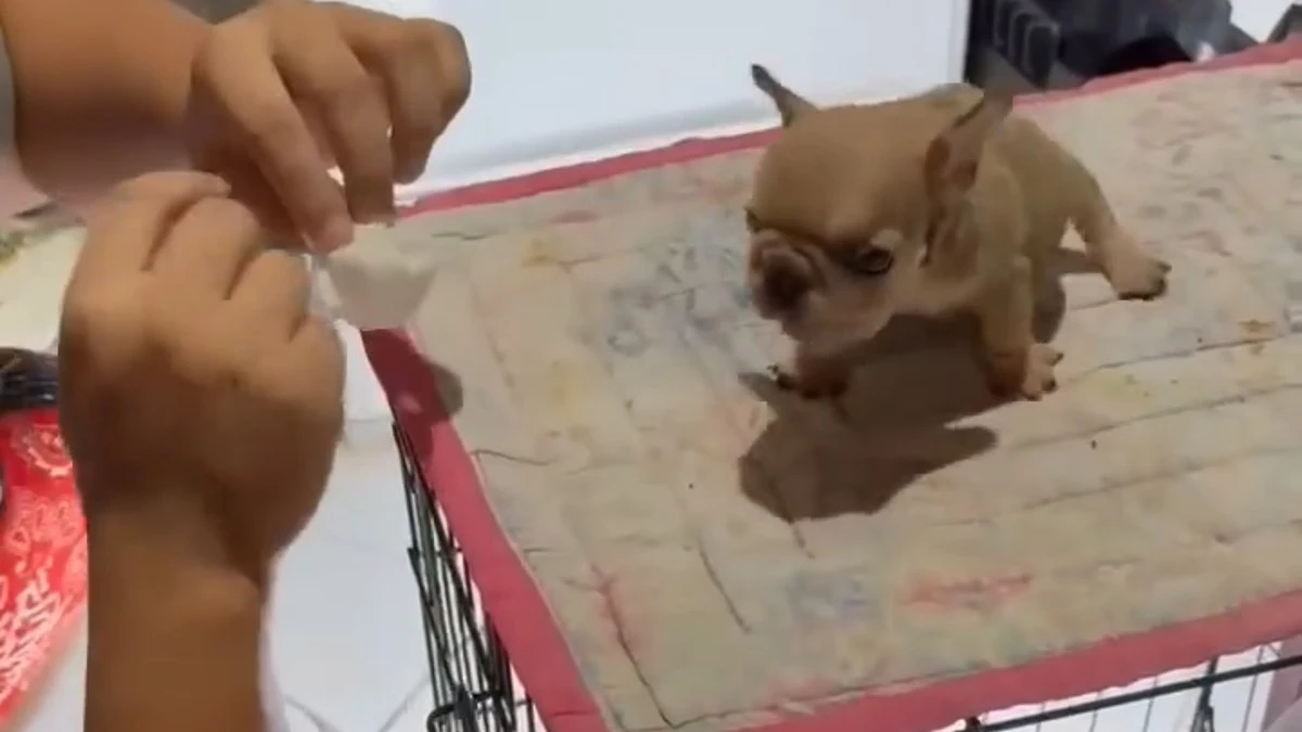 Filhote de buldogue viraliza ao impedir tutora de limpar orelha