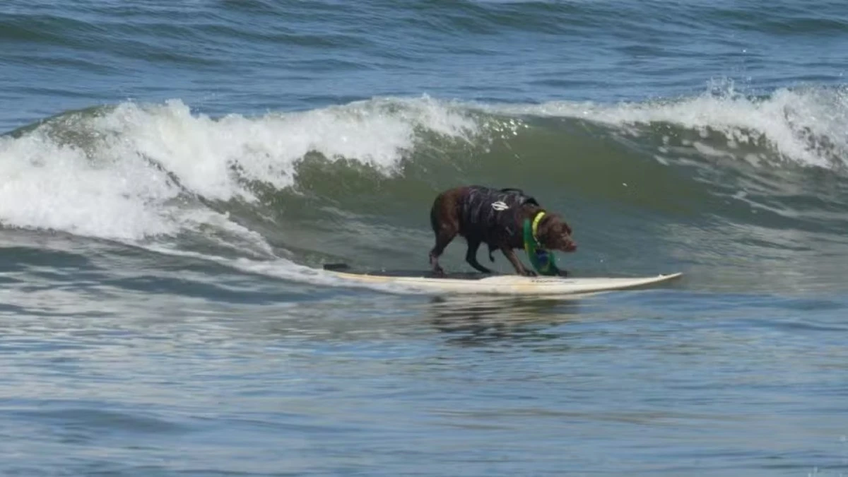 Labradora brasileira leva prêmio mundial de surfe para cães