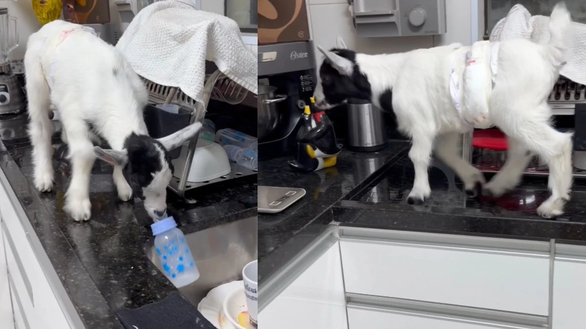 Cabrito sobe na pia em busca da última gota da mamadeira