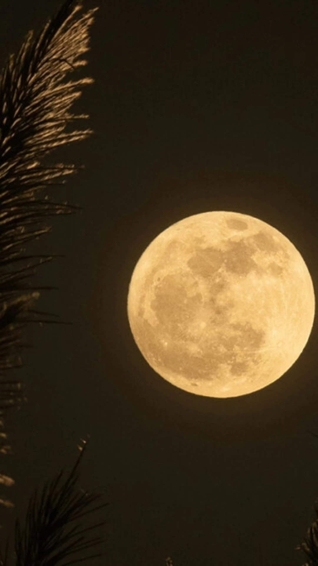 Lua Cheia e boas notícias para o amor: as previsões de 12 a 17/05