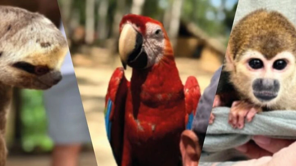 Animais silvestres usados para fotos são resgatados em operação