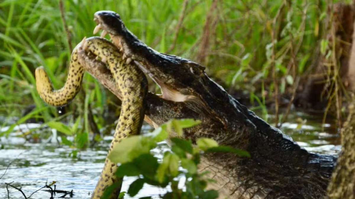 Jacarés, cobras e morcegos; veja imagens de duelos mortais na natureza