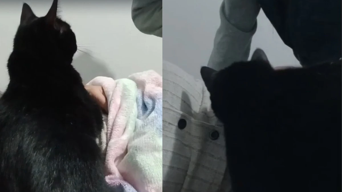 Gatinha assume missão de proteger barriga de tutora grávida
