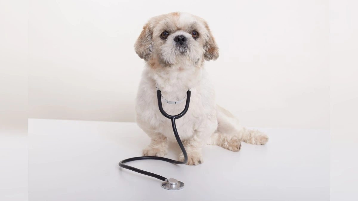 Seu pet pode ter doença cardíaca? Veja os principais sintomas