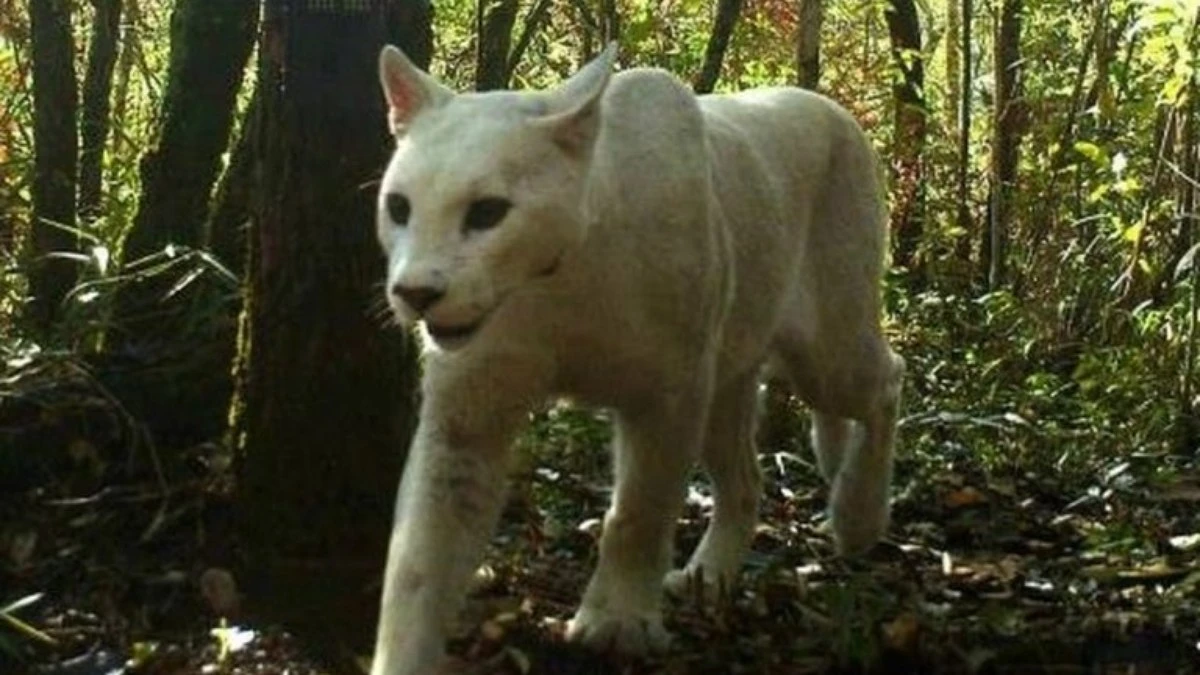 Vídeo: única 'onça-branca' do mundo é vista por morador em Petrópolis