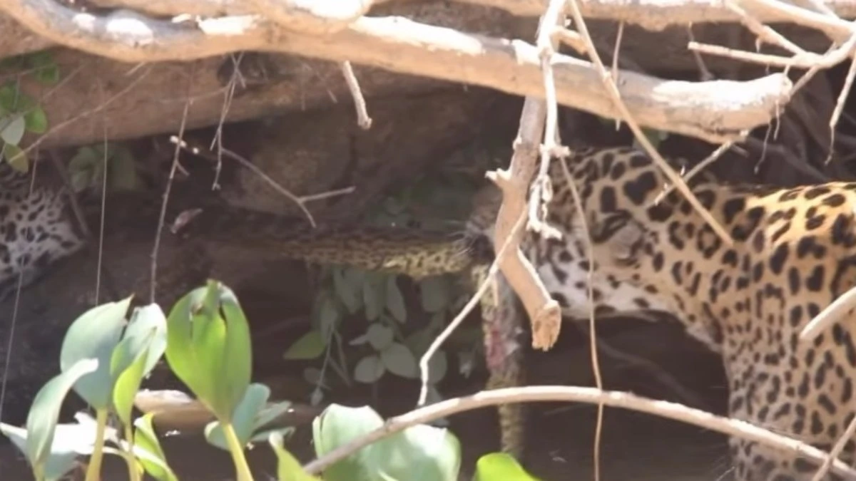 Natureza em ação: flagrantes curiosos entre diferentes espécies