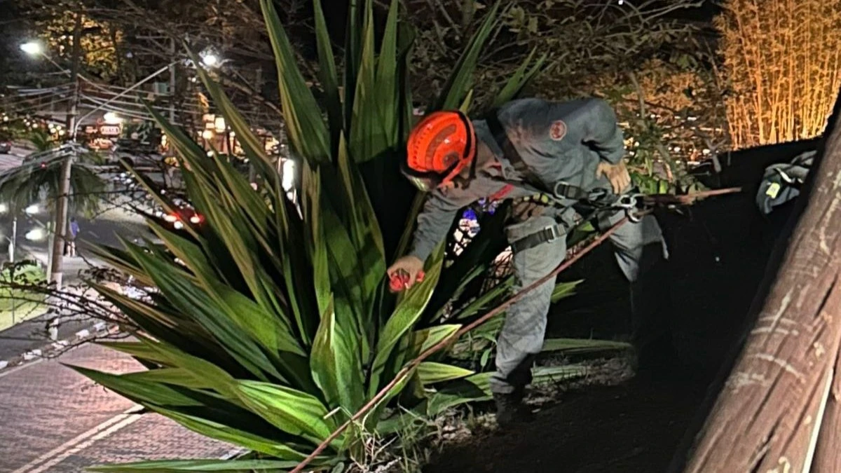 Bombeiros fazem rapel para resgatar gato em Ilhabela