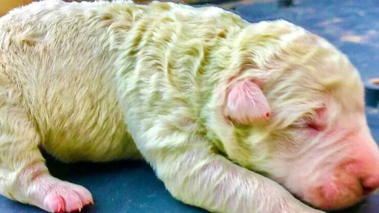 Nasceu um cão verde na Itália