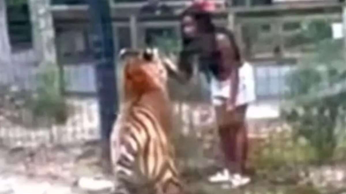 Vídeo: Mulher invade cativeiro de tigre e quase perde mão em mordida