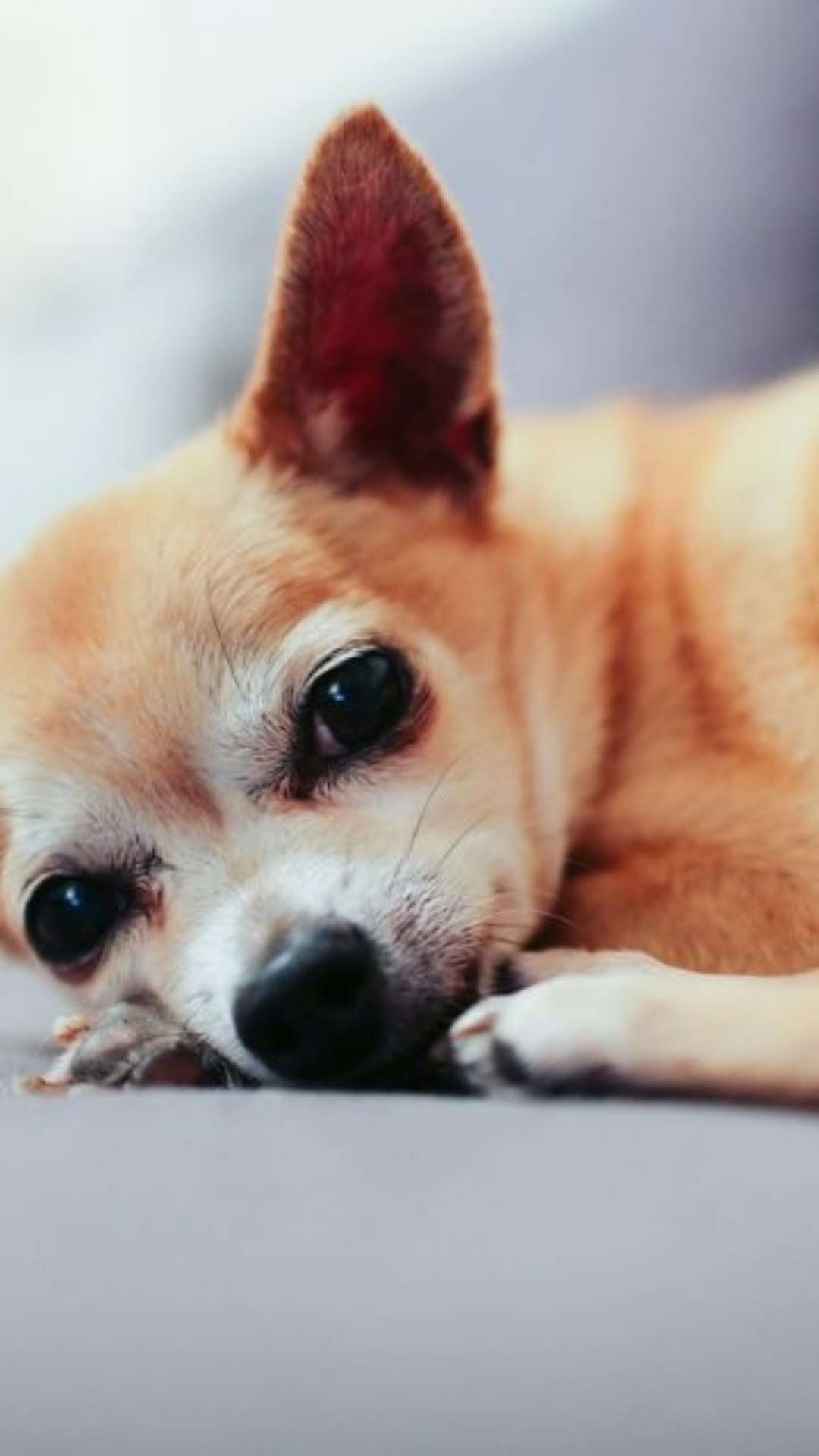 Com a queda das temperaturas, cães idosos precisam de cuidados especiais