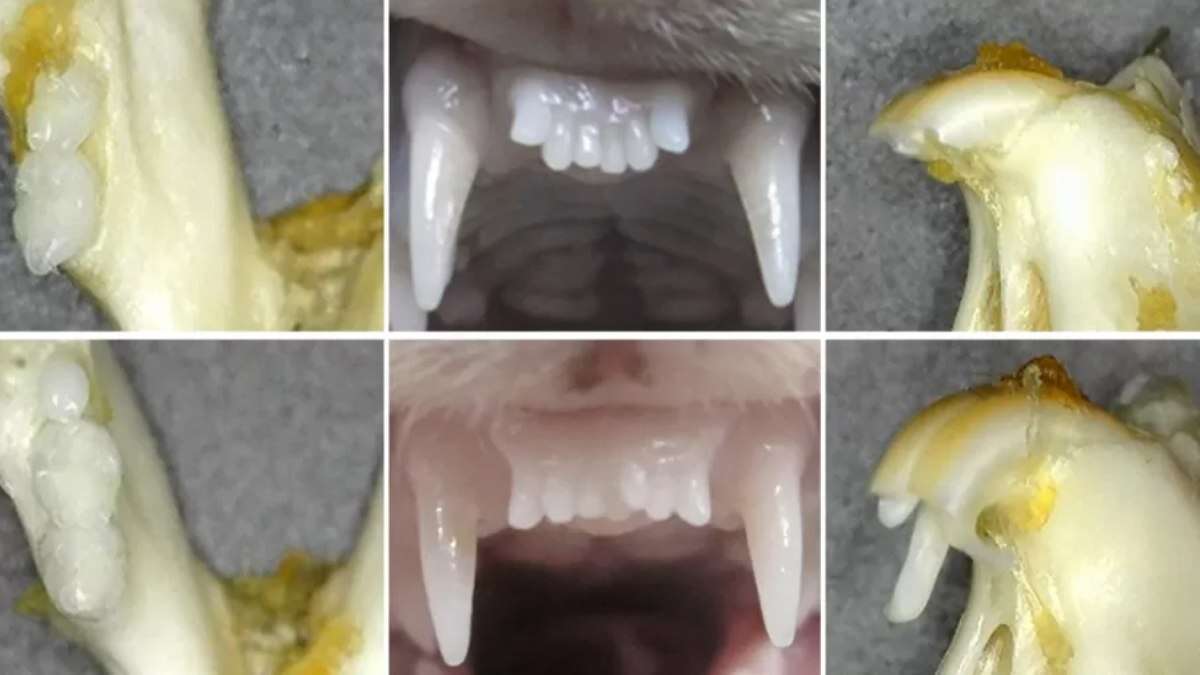 Remédio para crescer dentes pode estar pronto antes do que pensávamos; veja