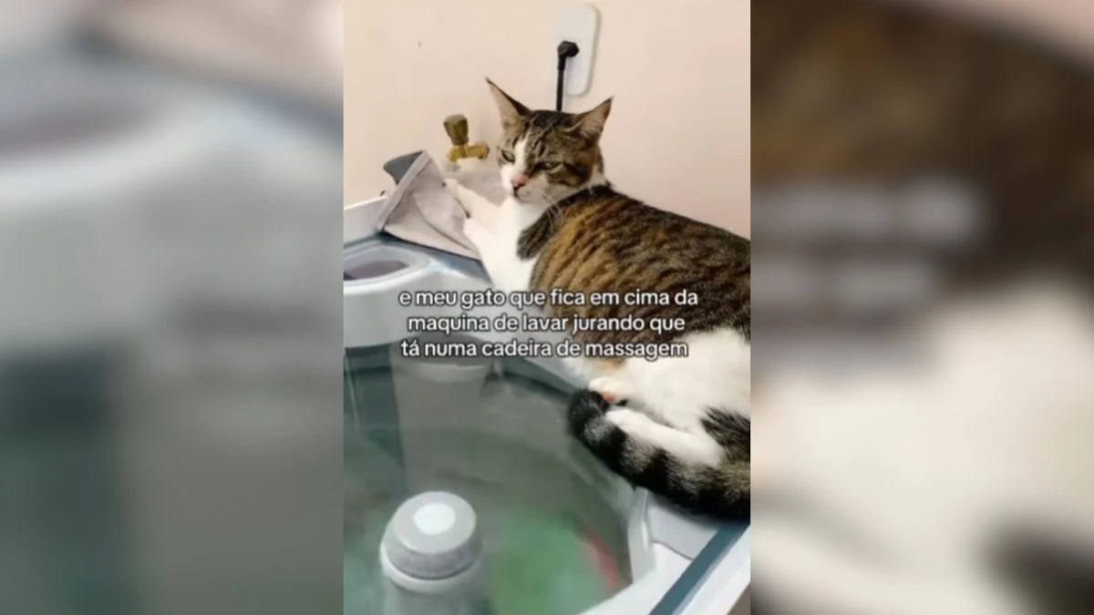 Gato viraliza ao usar máquina de lavar como 