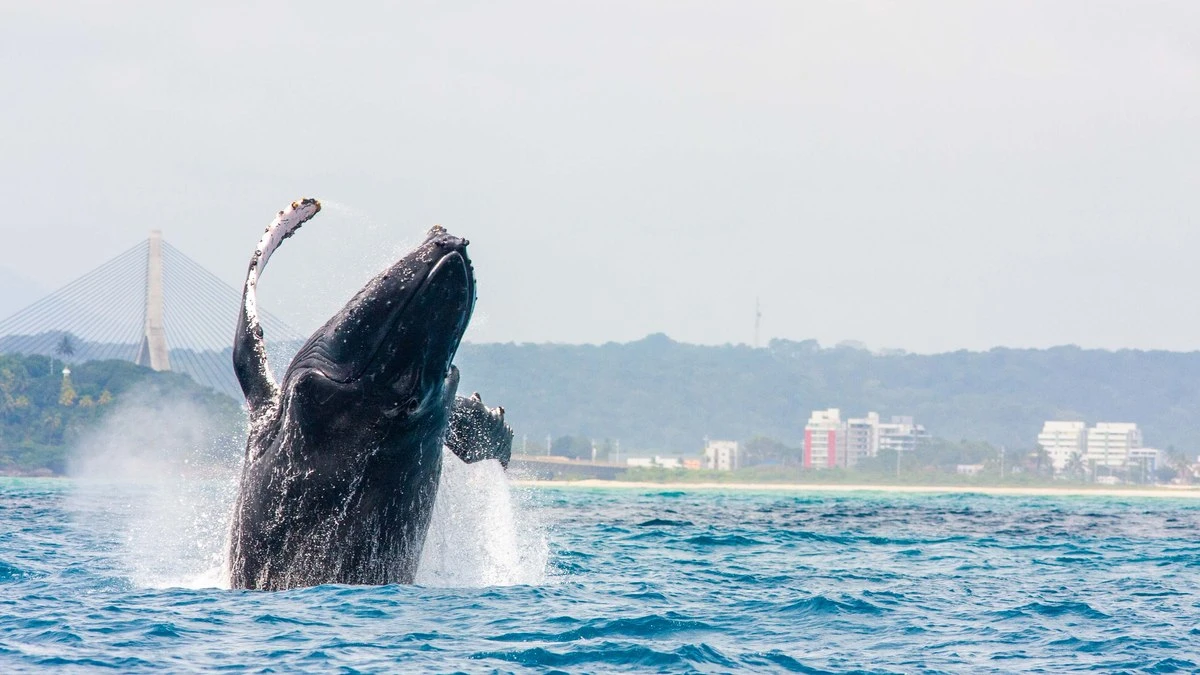 Avistamento de baleias impulsiona turismo no litoral da Bahia