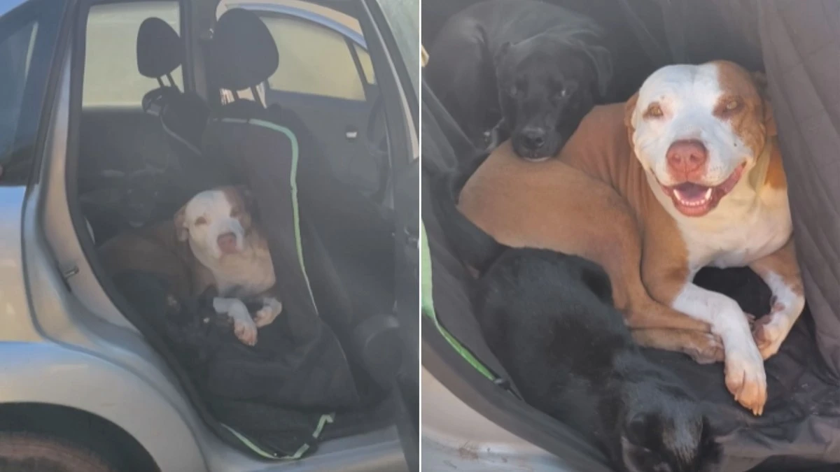 Pets invadem carro e exigem passeio em família