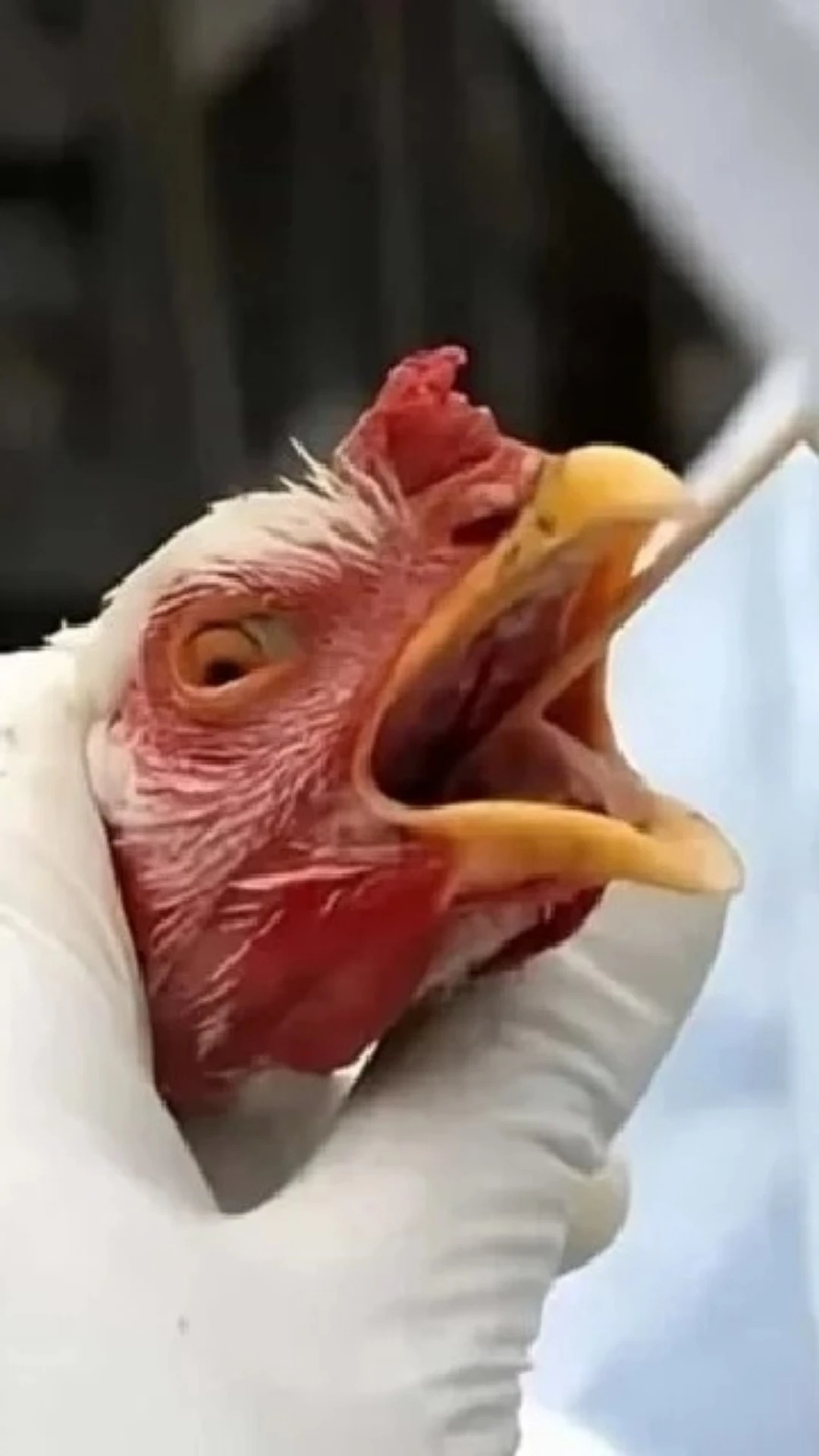 Brasil investiga 17 suspeitas de Síndrome Respiratória e Nervosa das Aves