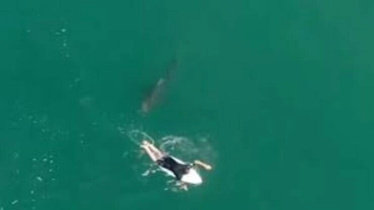 Surfista desaparece após ataque de tubarão e prancha é encontrada; veja