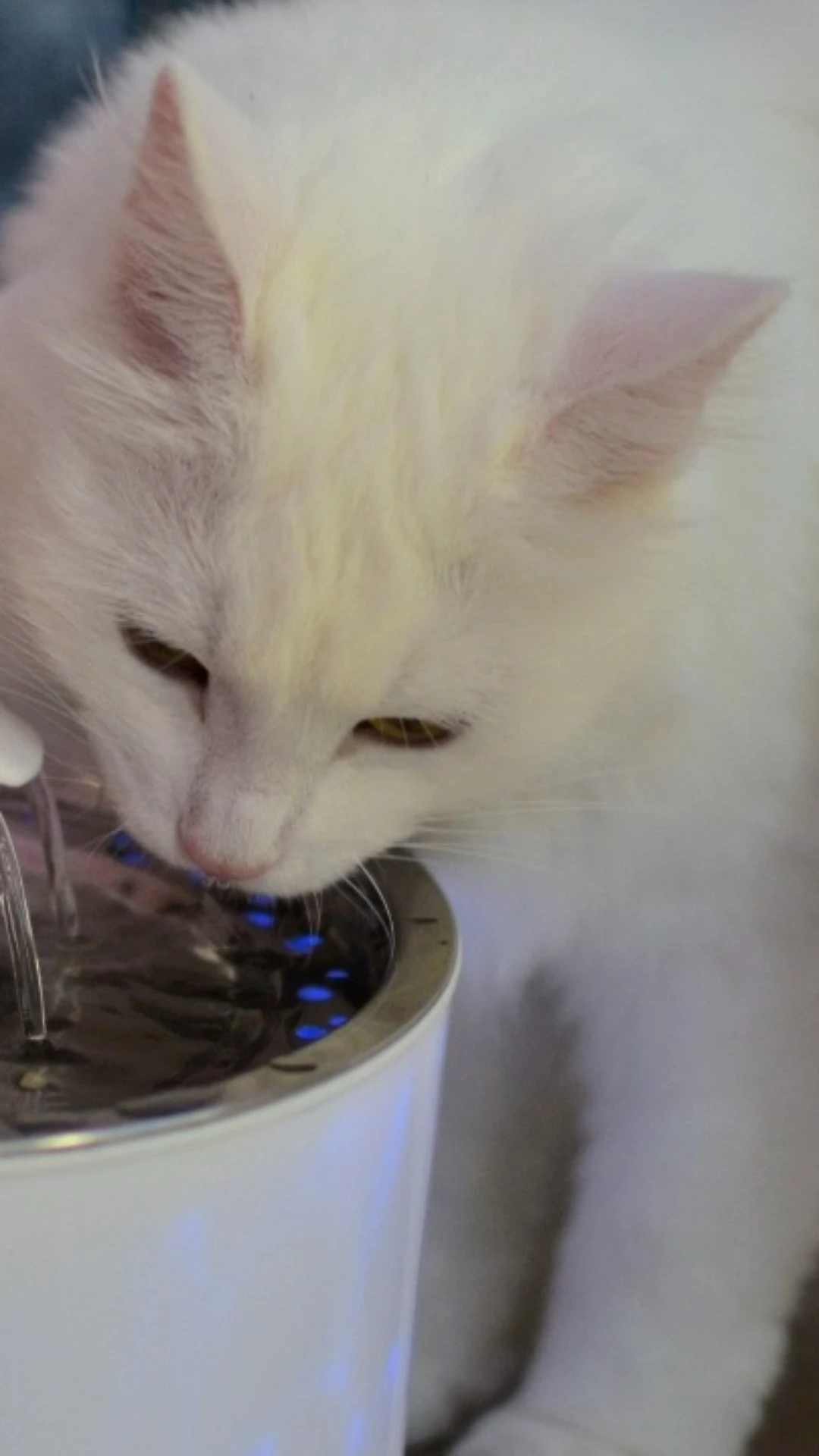 Bebedouro para pet: 3 opções a partir de R$47,90 que seu amiguinho vai amar