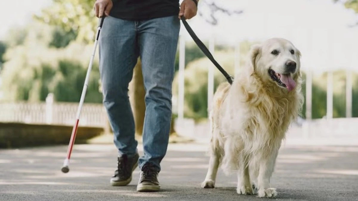 Uber
deverá indenizar passageiro impedido de viajar com
cão-guia