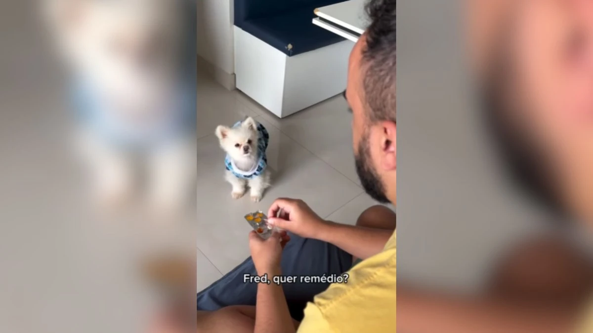 Cachorro encanta ao tomar remédio sem drama ou truques; vídeo