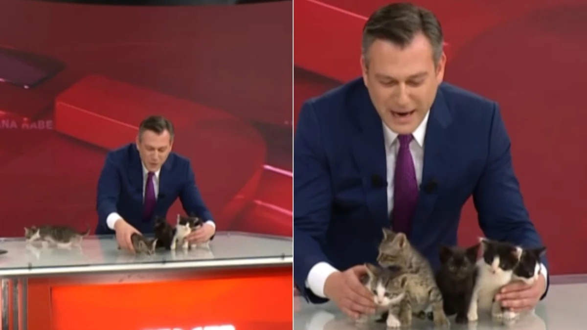 Gata invade estúdio com filhotes e apresentador os exibe ao vivo