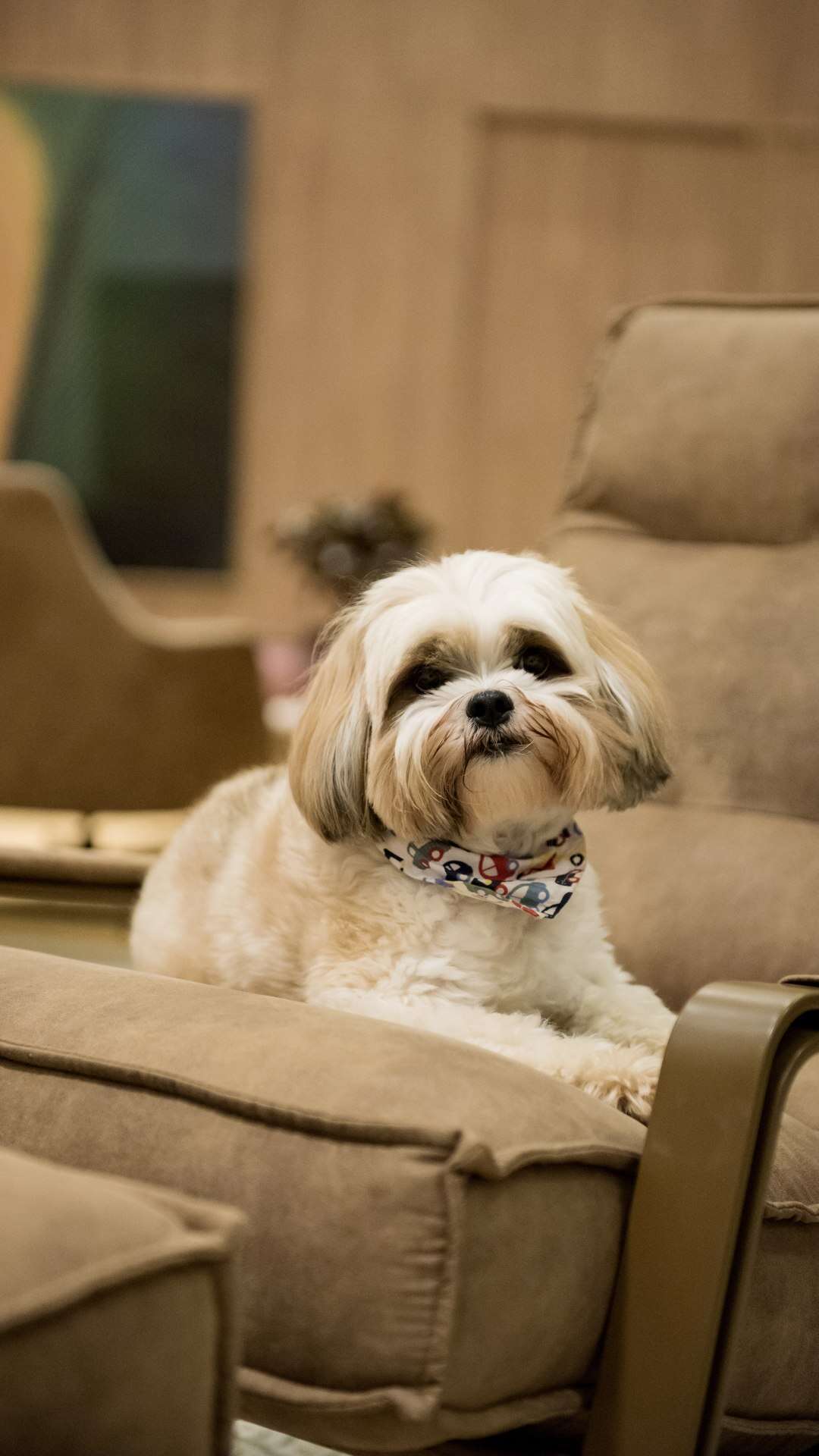 Dicas imperdíveis para uma casa cheirosa mesmo com pets