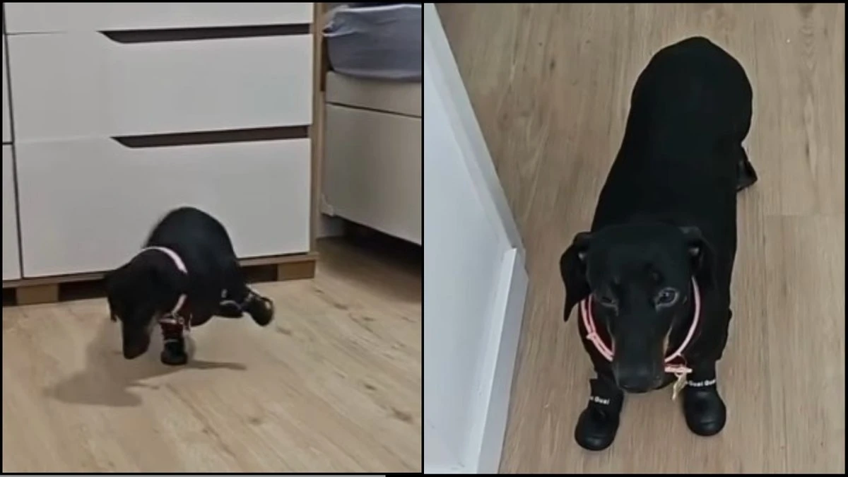 Vídeo de cachorrinha usando botas pela 1ª vez viraliza na web