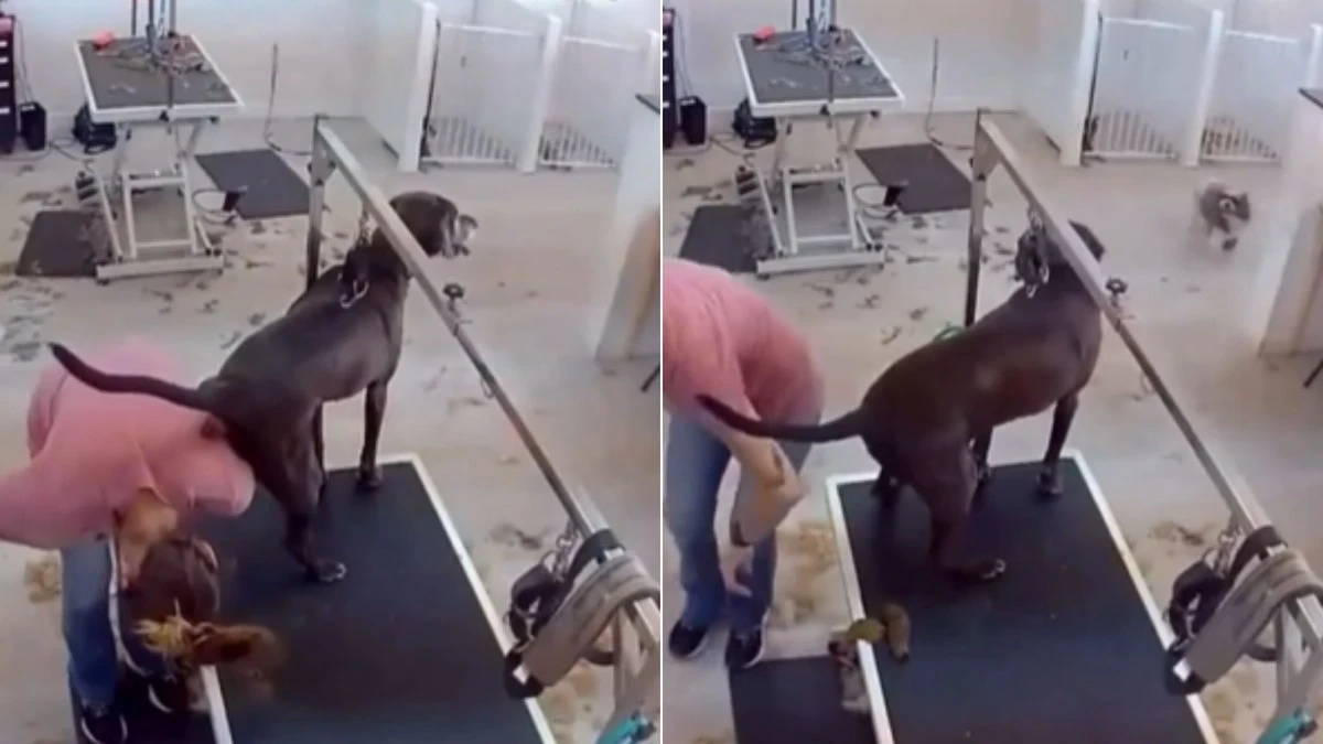 Cão faz o 
