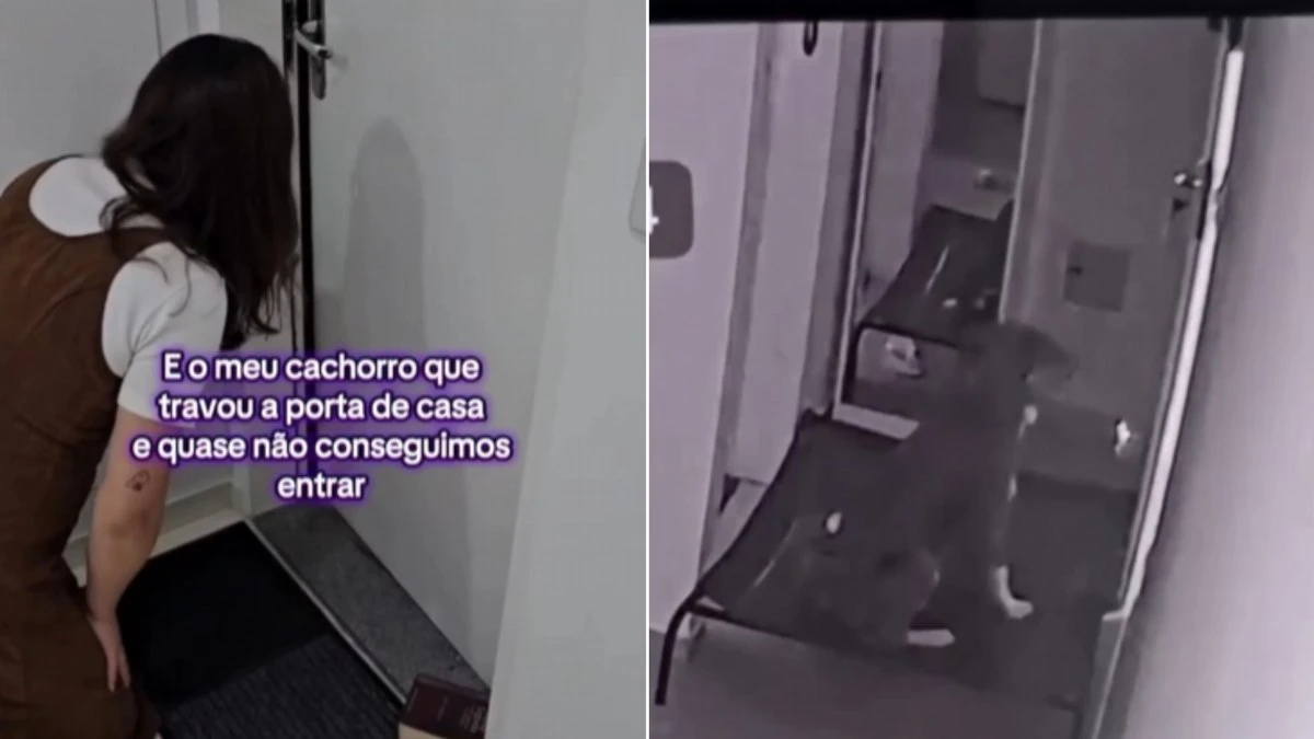 Border Collie apronta e tranca os donos para fora de casa