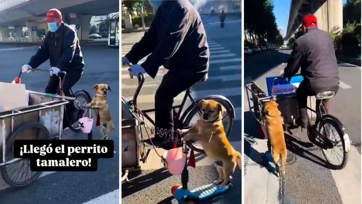 Cachorro encanta web ao “vender” tamales em um patinete