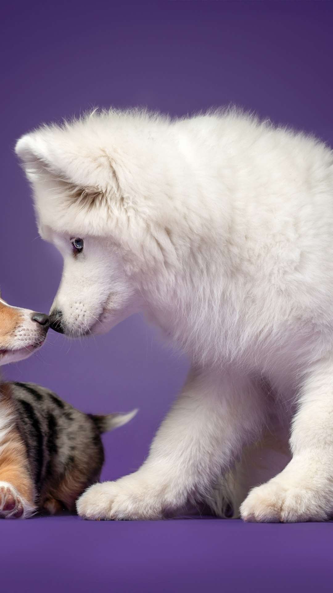 Natal: Como celebrar com os pets de forma segura e divertida