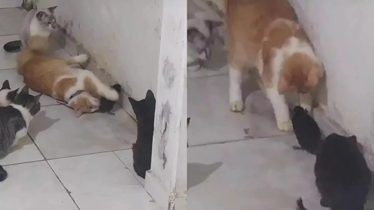Gatos surpreendem ao fazer amizade com rato e vídeo viraliza