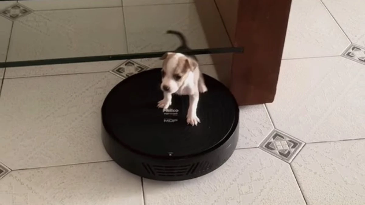 Vídeo: cachorrinha viraliza ao fazer aspirador robô de skate