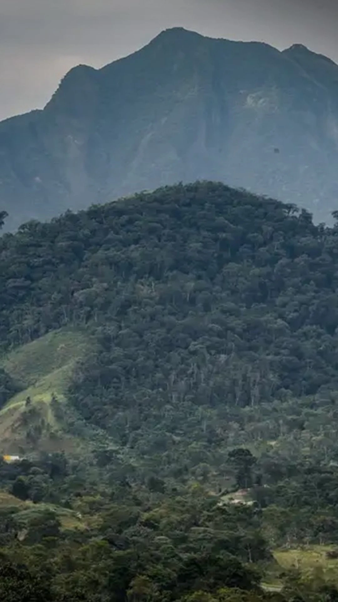 SOS Mata Atlântica mobiliza setor privado para conservação do bioma