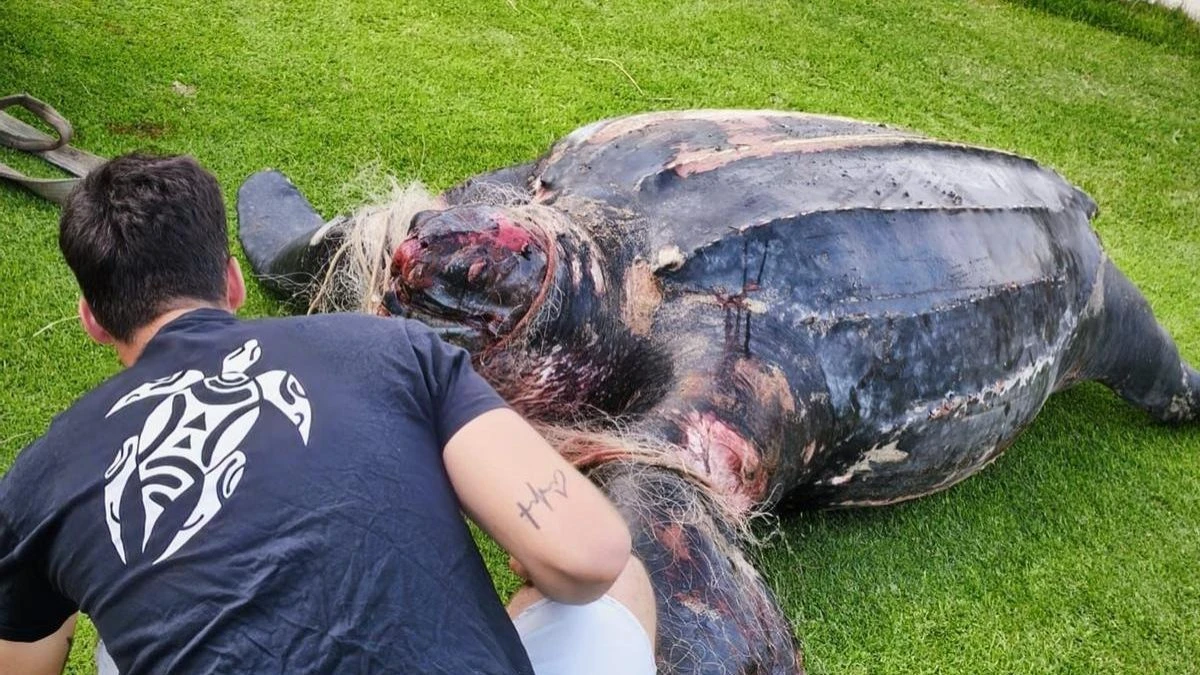 Maior tartaruga marinha do mundo aparece morta na Espanha