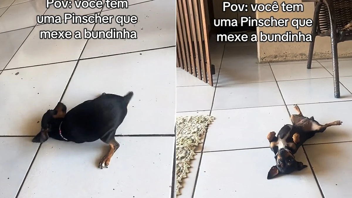 Pinscher impressiona tutora com gingado: 