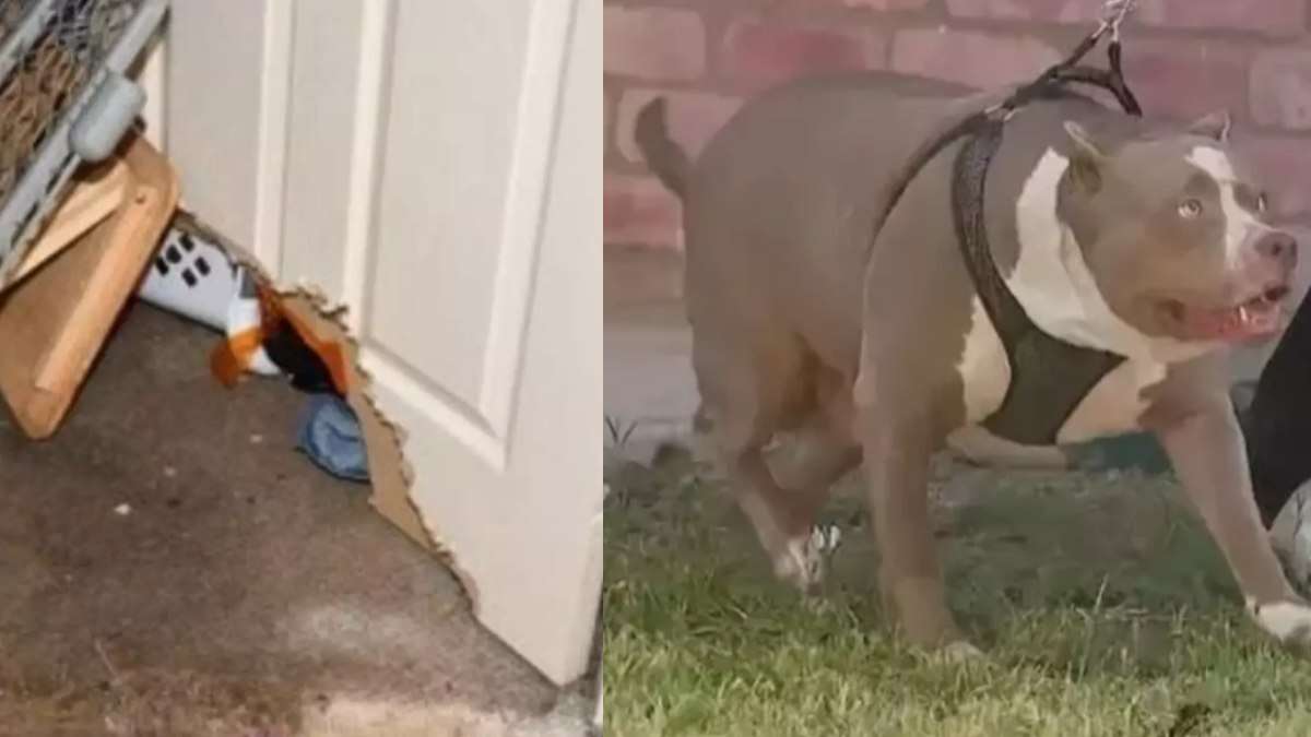 Bebê de 1 ano morre após ataque de pitbull; adolescente se feriu ao tentar salvá-lo