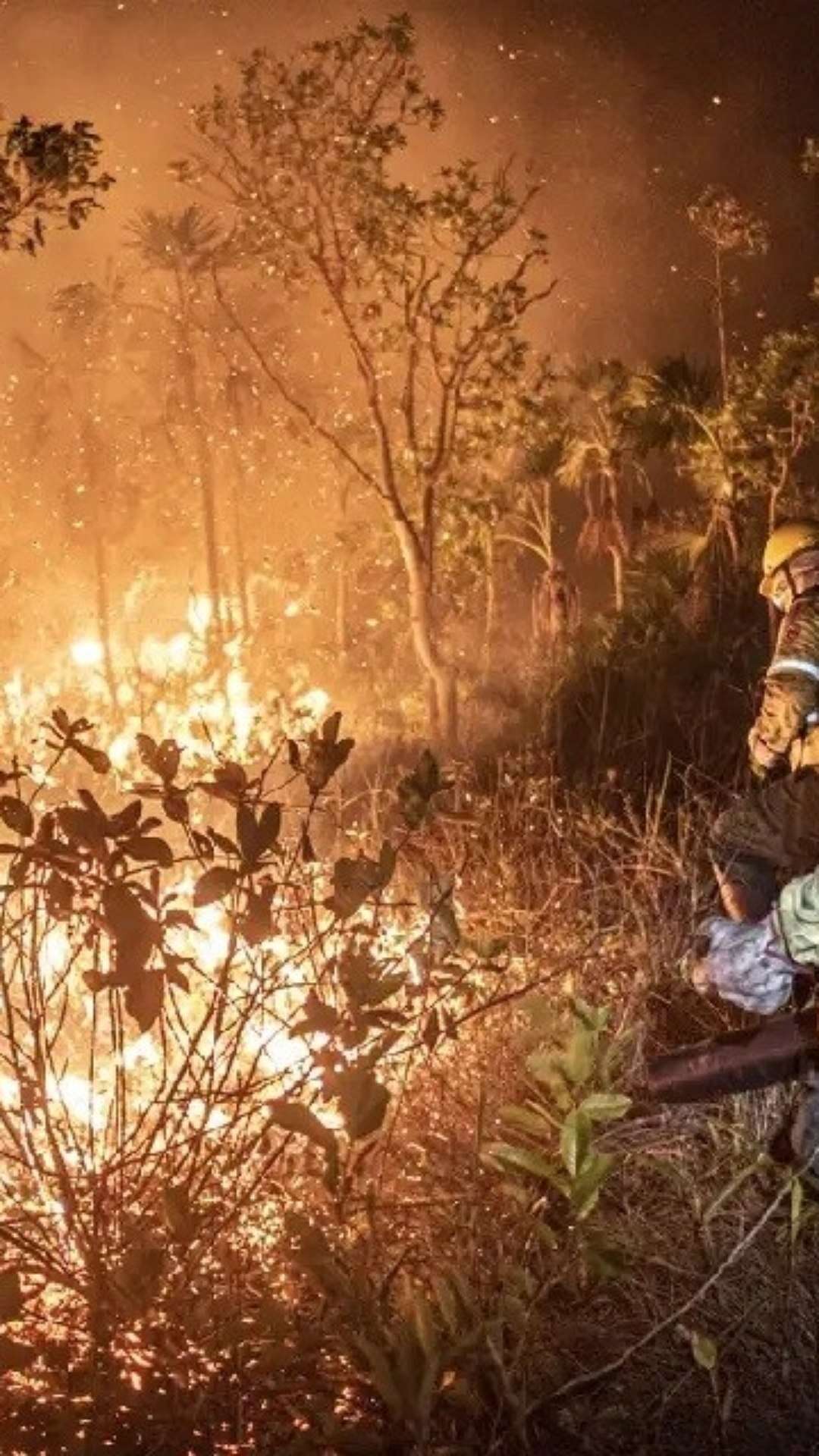 Senadora do DF quer lei para endurecer penas contra queimadas e grilagem de terras