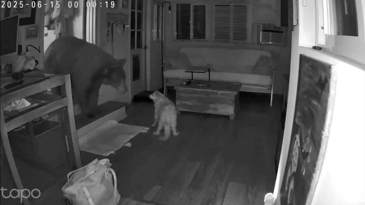 Cão idoso enfrenta urso selvagem durante invasão a casa