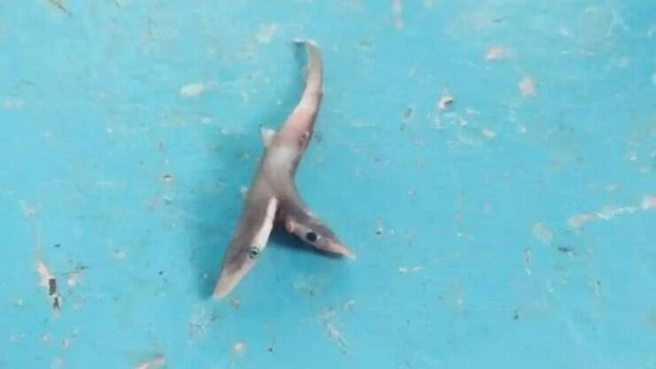 Tubarão de duas cabeças é encontrado por pescador
