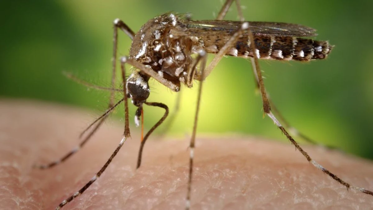 SP confirma quatro mortes por dengue e anuncia Operação de Emergência