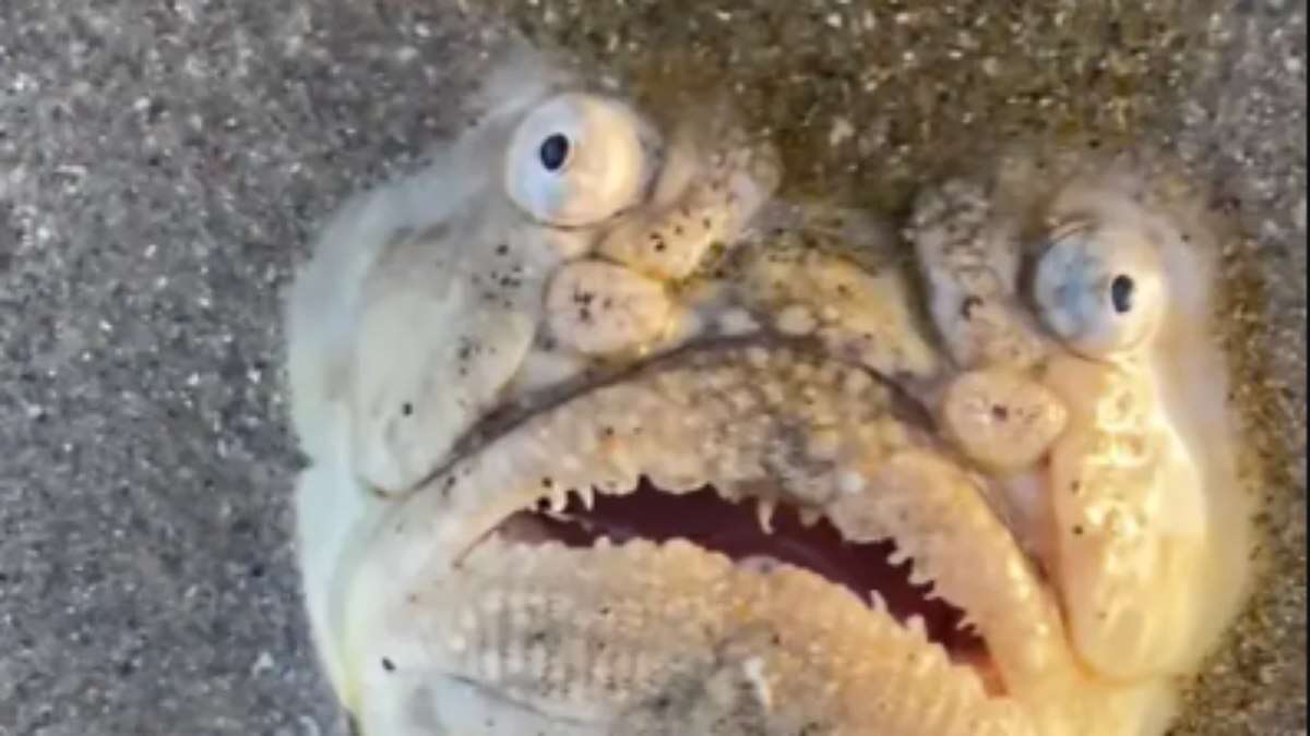 Peixe com aparência bizarra aparece em praia e assusta banhistas