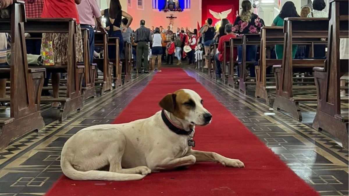 Morre “Dama do Largo”, cachorrinha símbolo da Cidade de Goiás